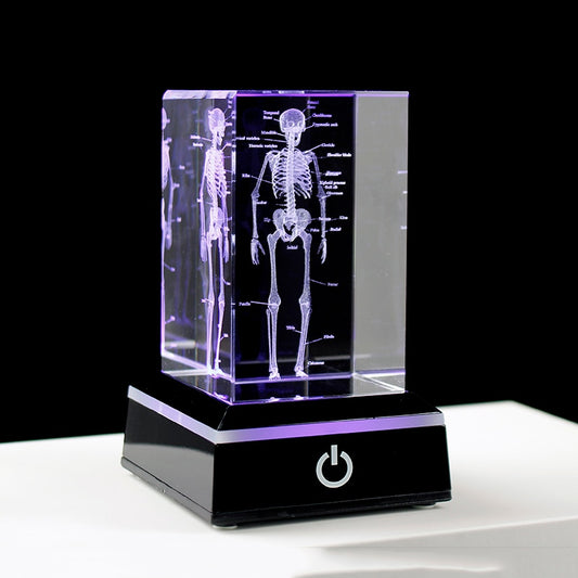 Crystal 3D Anatomical Skeleton